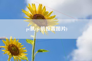 pc肌(pc肌位置图片)