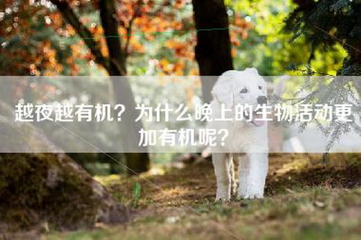 越夜越有机？为什么晚上的生物活动更加有机呢？