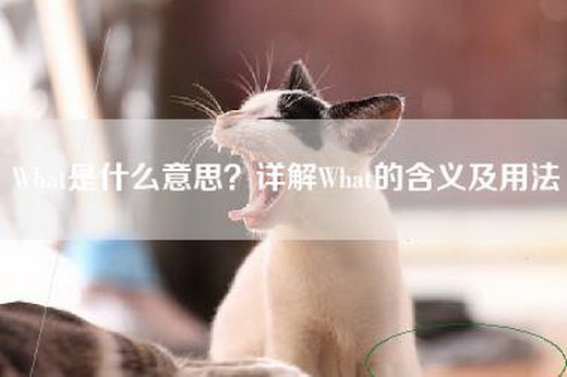 What是什么意思？详解What的含义及用法