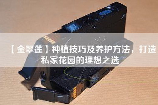 【金翠莲】种植技巧及养护方法，打造私家花园的理想之选