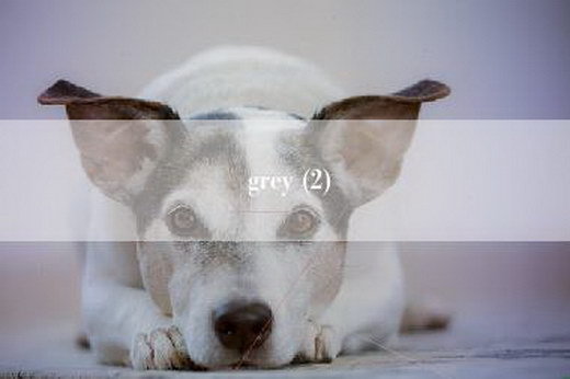 grey (2)