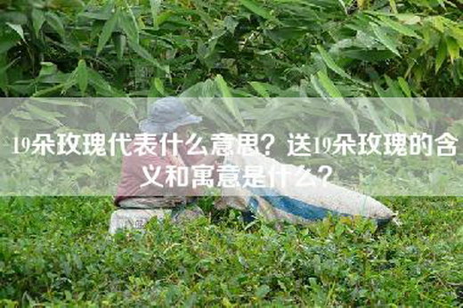 19朵玫瑰代表什么意思？送19朵玫瑰的含义和寓意是什么？