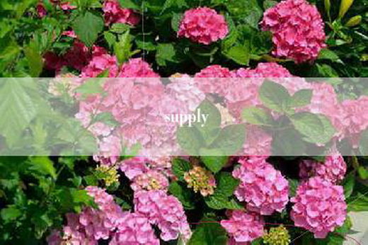 supply