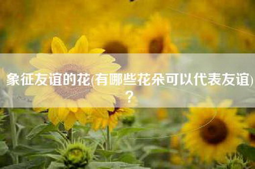 象征友谊的花(有哪些花朵可以代表友谊)？