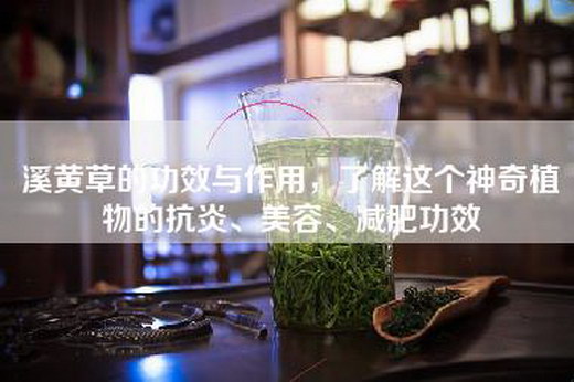 溪黄草的功效与作用，了解这个神奇植物的抗炎、美容、减肥功效