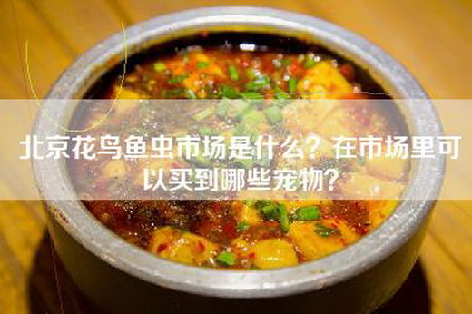 北京花鸟鱼虫市场是什么？在市场里可以买到哪些宠物？