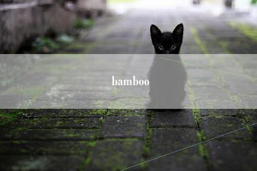 bamboo