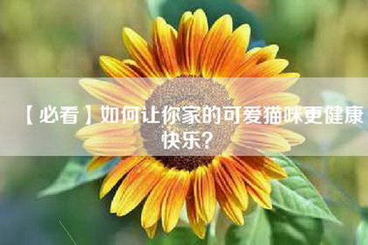 【必看】如何让你家的可爱猫咪更健康快乐？